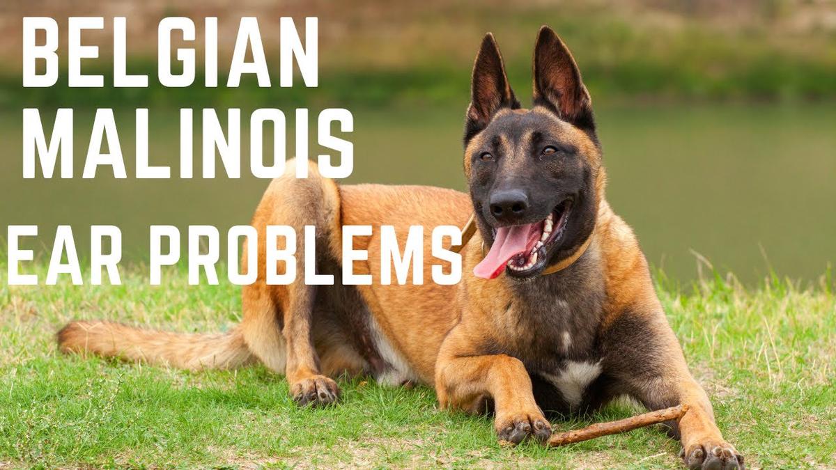 Belgian Malinois Ears Problems