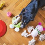 What are the best toys for shepherd dog breeds?