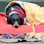 What should look for when buying a dog blanket
