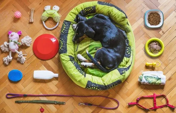 What should look for when buying a shepherd dog bed?