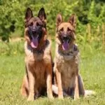 What is the difference between a German shepherd and a Belgian Malinois?