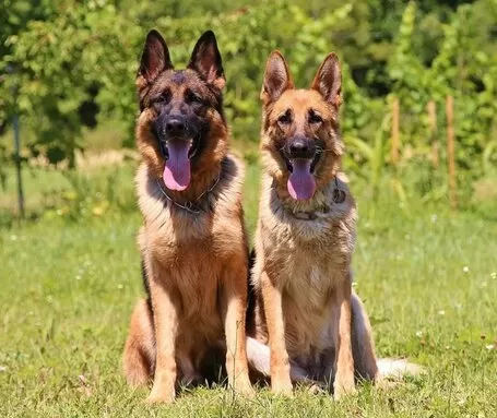 What is the difference between a German shepherd and a Belgian Malinois?