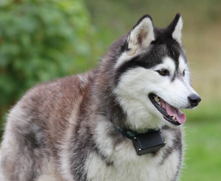 Gerberian Shepsky Dog Facts And Information – Shepherddogsite