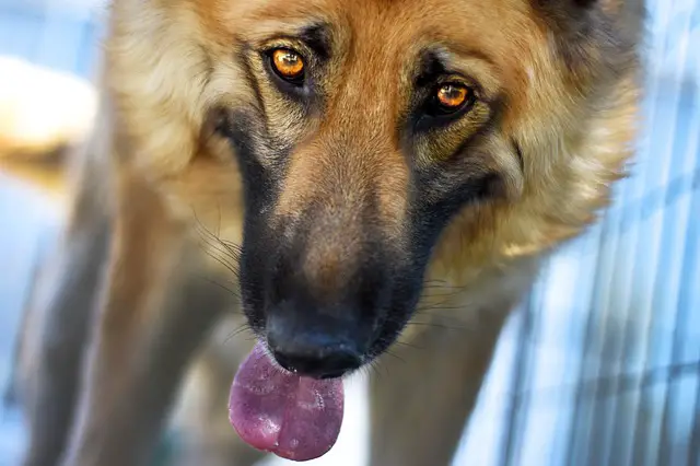 Pannus in German Shepherds