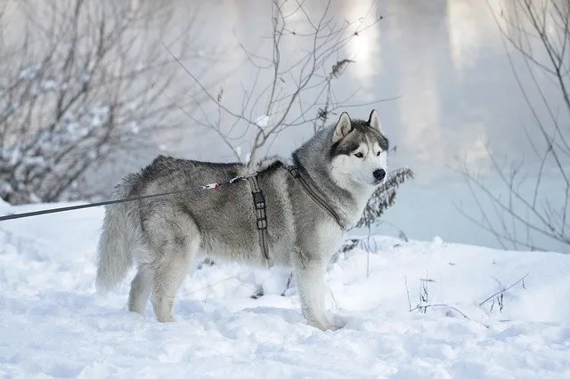 The Siberian Husky Blowing Their Coat.