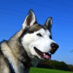 Siberian husky allergies