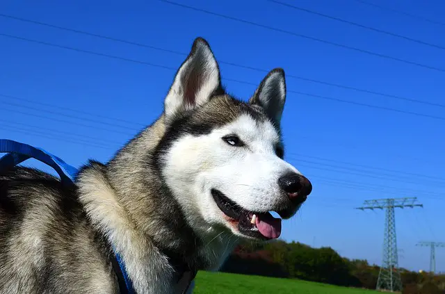 husky food allergies