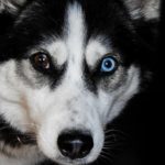 Siberian Husky Eye Problems