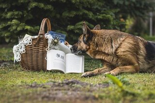 german shepherd information