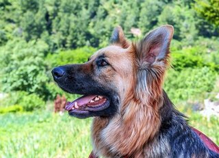 German Shepherd Barking