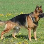 German shepherd Hip Dysplasia Life Expectancy