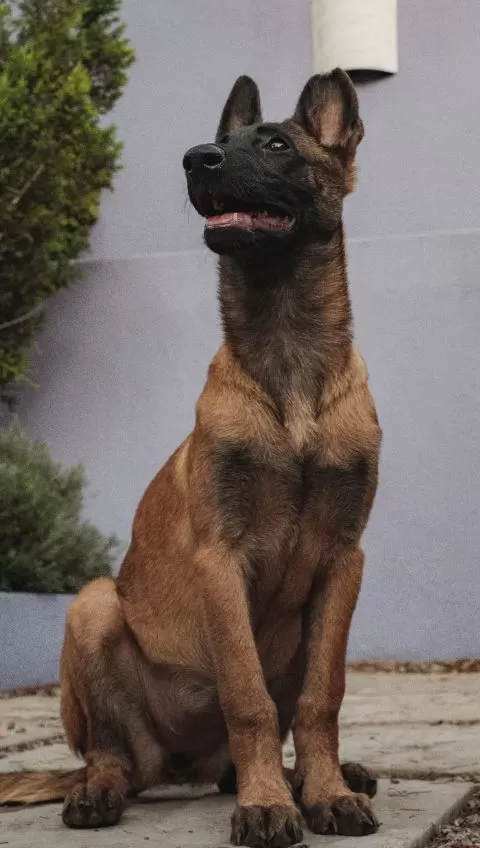 Belgian Malinois Skin Problems