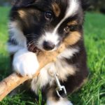 Australian shepherd puppy training
