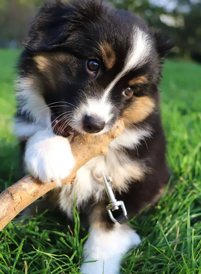 How to Train an Australian Shepherd Puppy to Not Bite