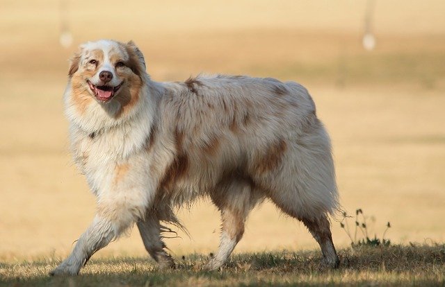 australian shepherd Red Merle