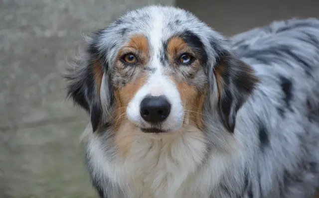 Blue Merle Australian Shepherd