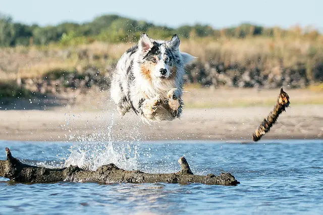 Blue Merle Australian Shepherd