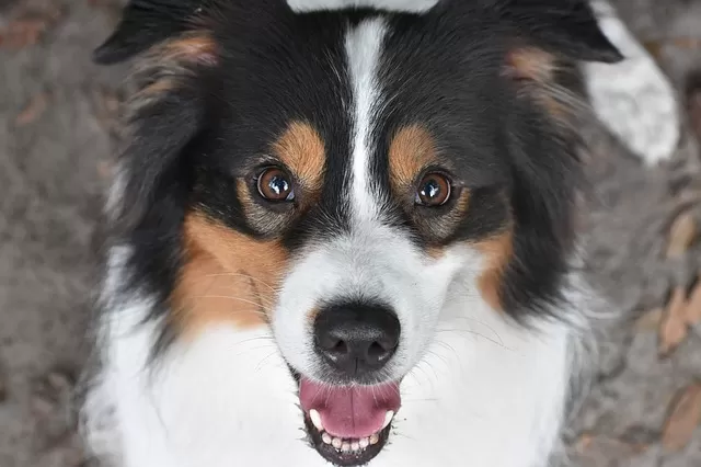 australian shepherd puppy training