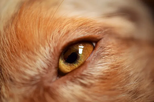 australian shepherd eyes