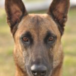 Belgian Malinois Health Problems