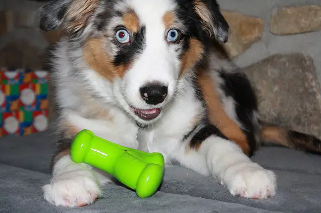 australian shepherd eye problems