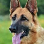 Are German Shepherds Hypoallergenic?