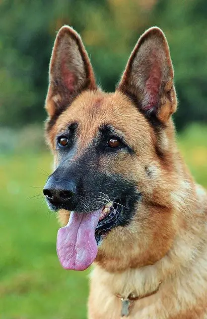 Are German Shepherds Hypoallergenic?