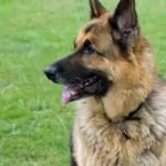 Are German Shepherds Hypoallergenic?