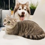 Are Siberian Huskies Good With Cats?