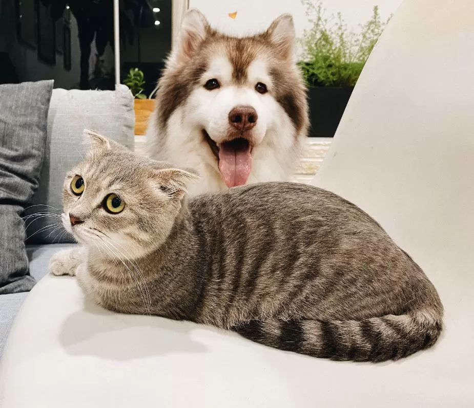 Are Siberian Huskies Good With Cats?