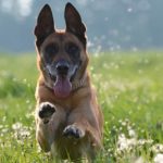 Belgian Malinois Behavior Problems