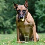 Belgian Malinois Stomach Problems