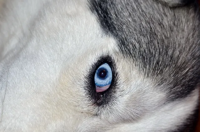 Siberian husky Blue eyes