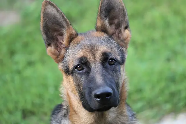 German Shepherd Puppies Growth Stages Shepherddogsite German Shepherd Puppies Growth Stages Shepherddogsite
