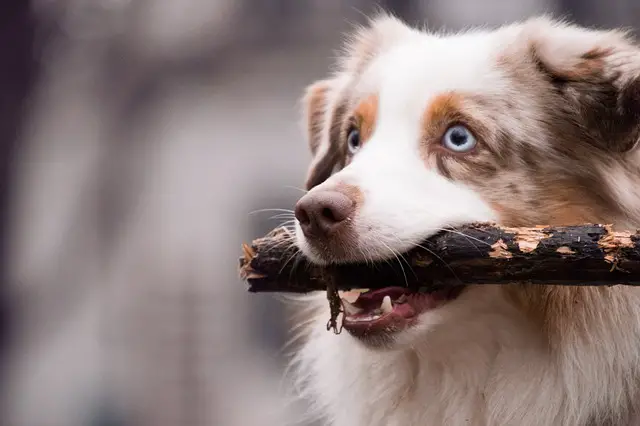 Toys to keep Australian Shepherds Busy