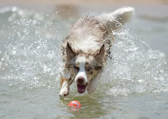 Australian shepherd training Toys