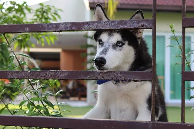 Husky Obedience Training