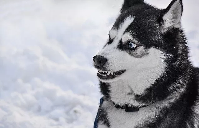 why are huskies so dramatic?