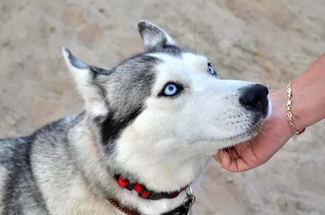 Siberian Husky Behavior Problems