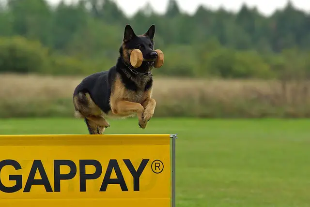 obedience training for german shepherd puppies