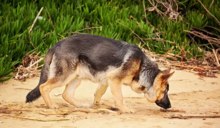 German Shepherd Hip Dysplasia