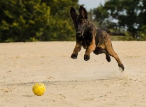 How To Train A Belgian Malinois Puppy