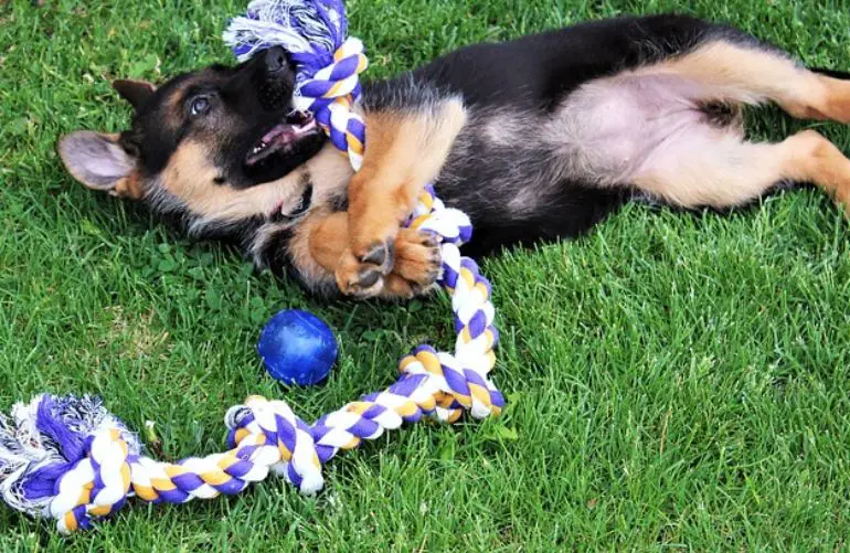 Obedience Training for puppy