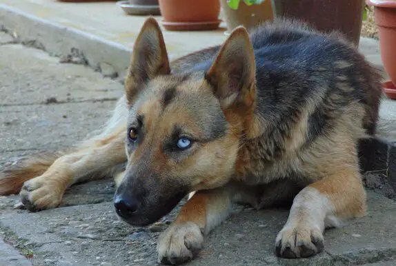 German Shepherd Eye Color