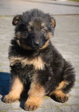 German Shepherd Puppies Growth Stages Shepherddogsite German Shepherd Puppies Growth Stages Shepherddogsite