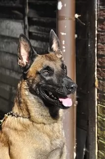Aggression in the Belgian Malinois