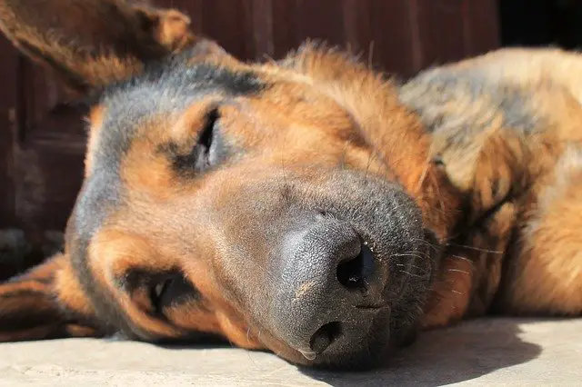 Best Pet Insurance For Your German Shepherd