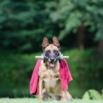 Belgian Malinois Training Books