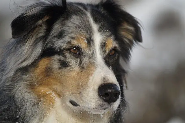 Australian shepherd skin disease