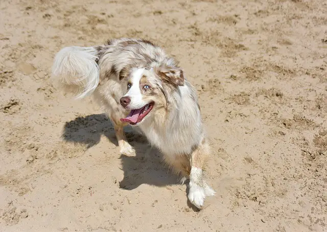 Australian shepherd common stomch problems